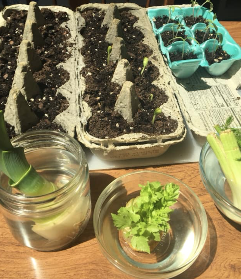 seeding plants for a container garden