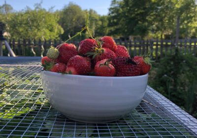 Local Farm Fresh Strawberries
